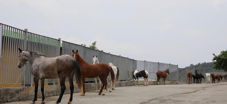 İBB atları Belediye,STK ve Üniversitelere teslim etti