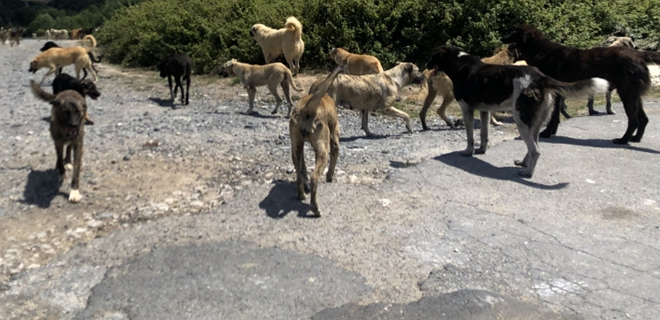 Beykoz Belediyesi, sokak köpeklerini ormana atarken yakalandı